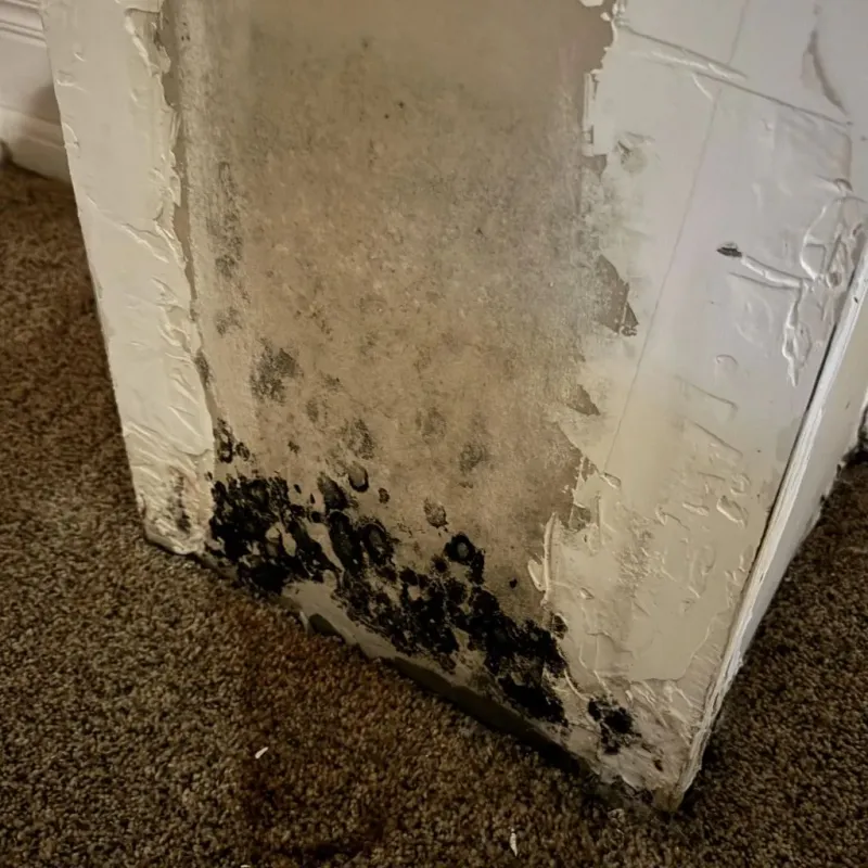 Professional Mold Removal in Ohio County, KY